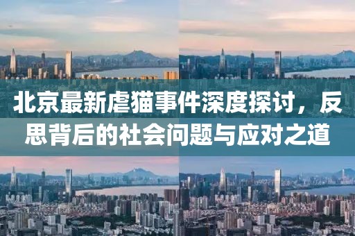 北京最新虐貓事件深度探討，反思背后的社會問題與應對之道