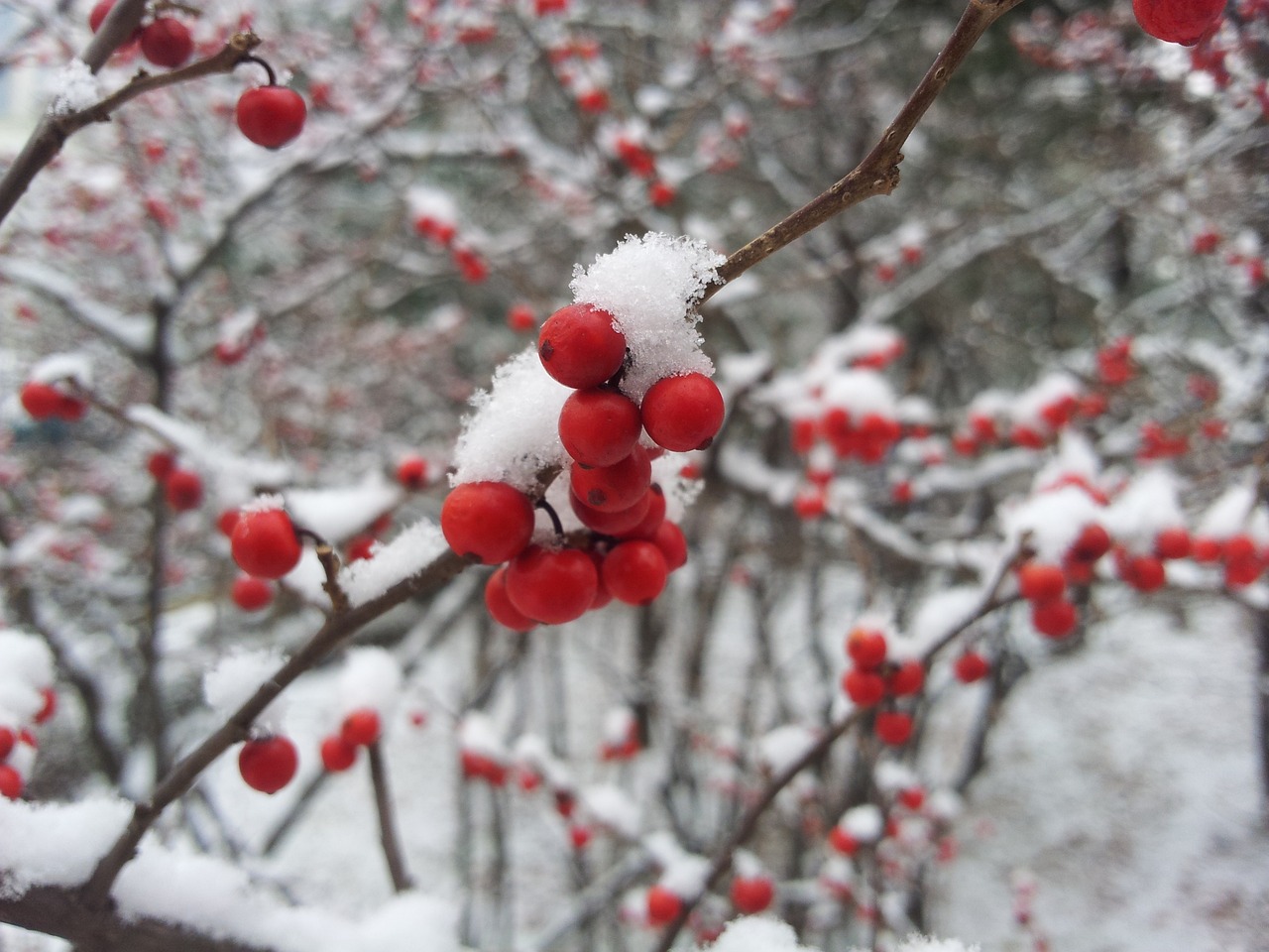 小雪節(jié)氣最新美圖，探尋中國傳統(tǒng)節(jié)氣之韻味