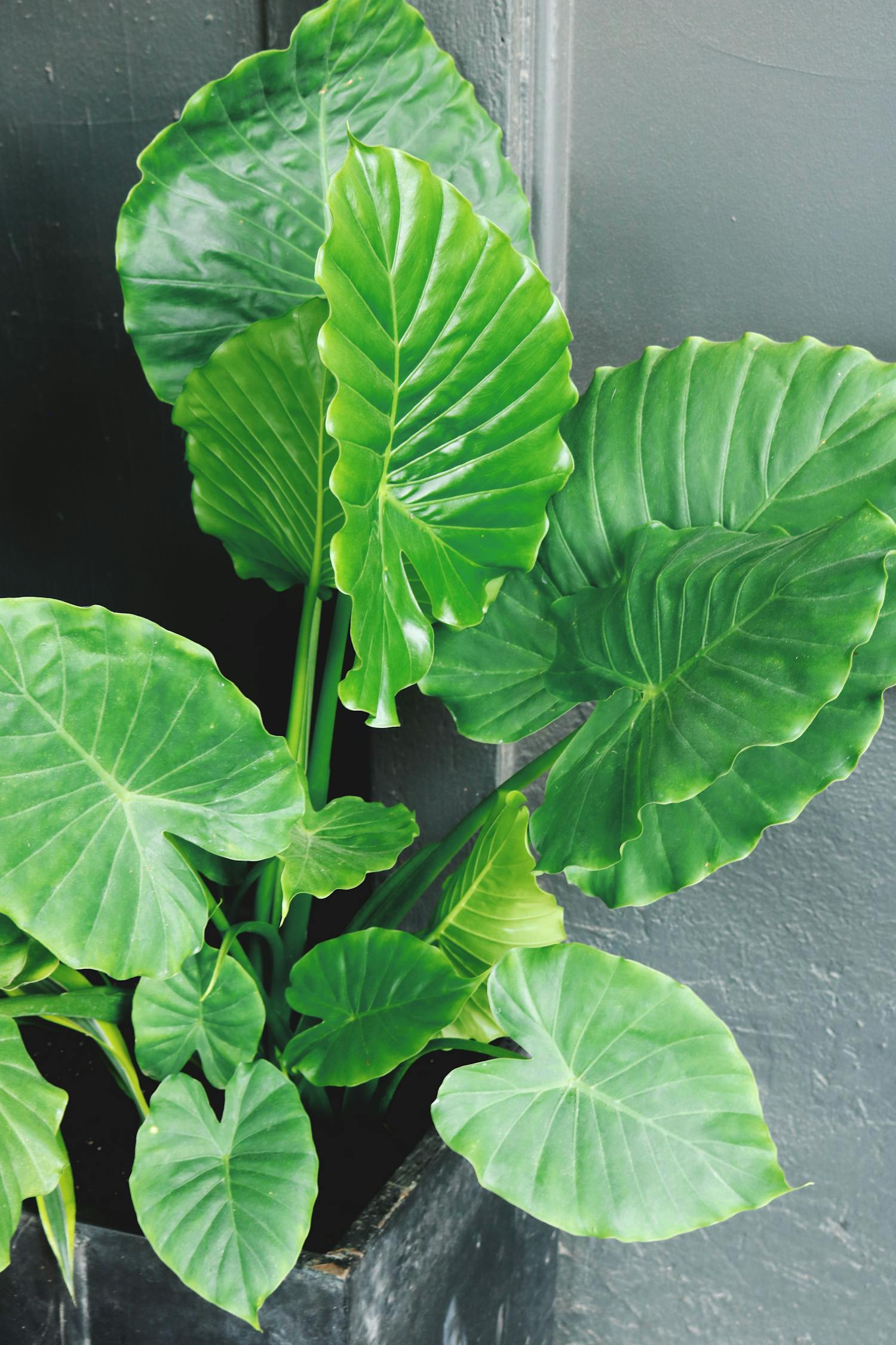 最新生態(tài)菜園，開啟綠色生活嶄新篇章