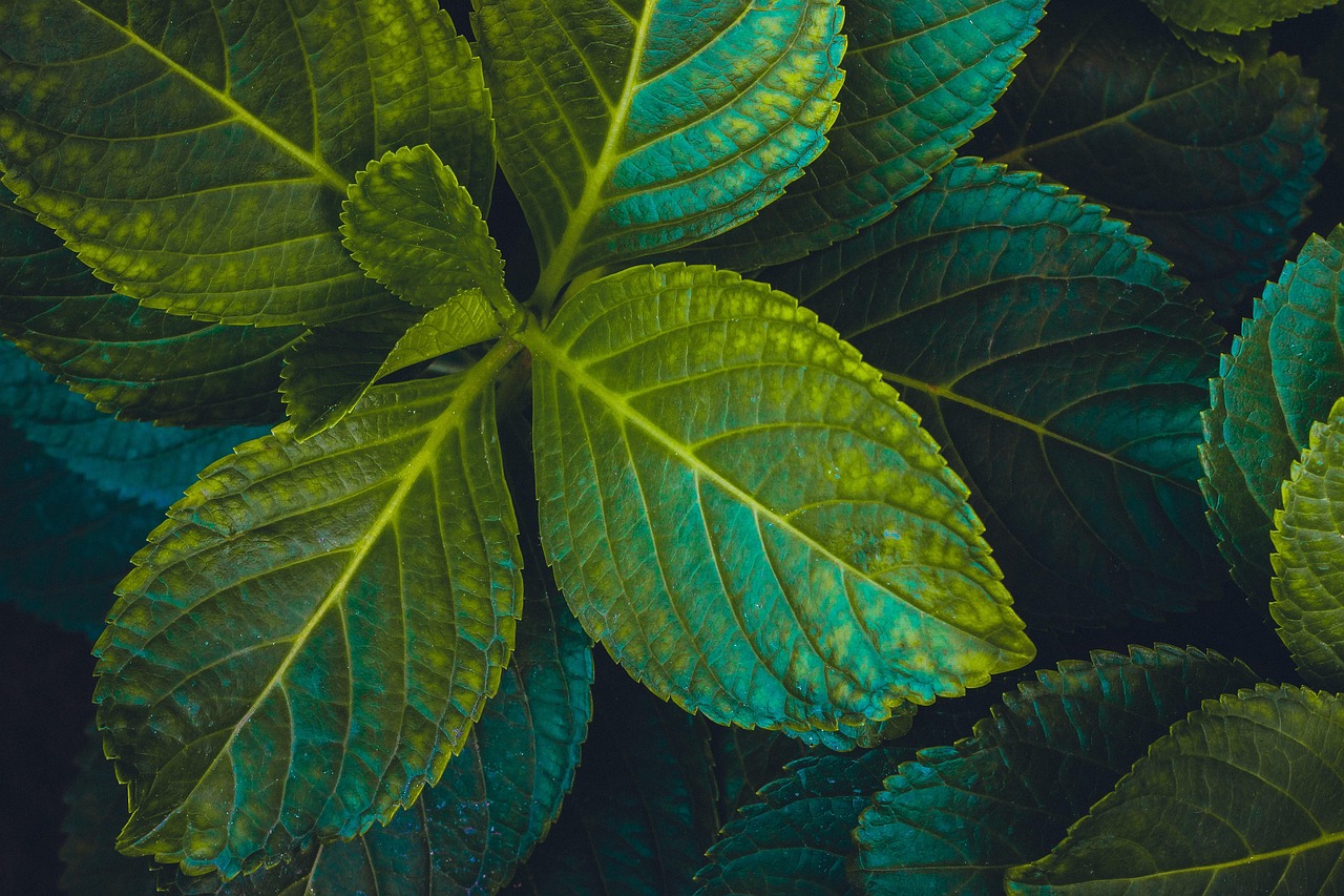 探索未知綠色世界，最新大棵植物一覽