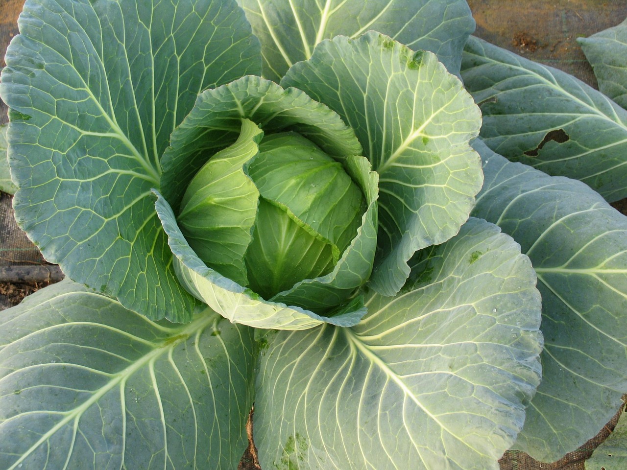 最新時令蔬菜的魅力與影響力探究